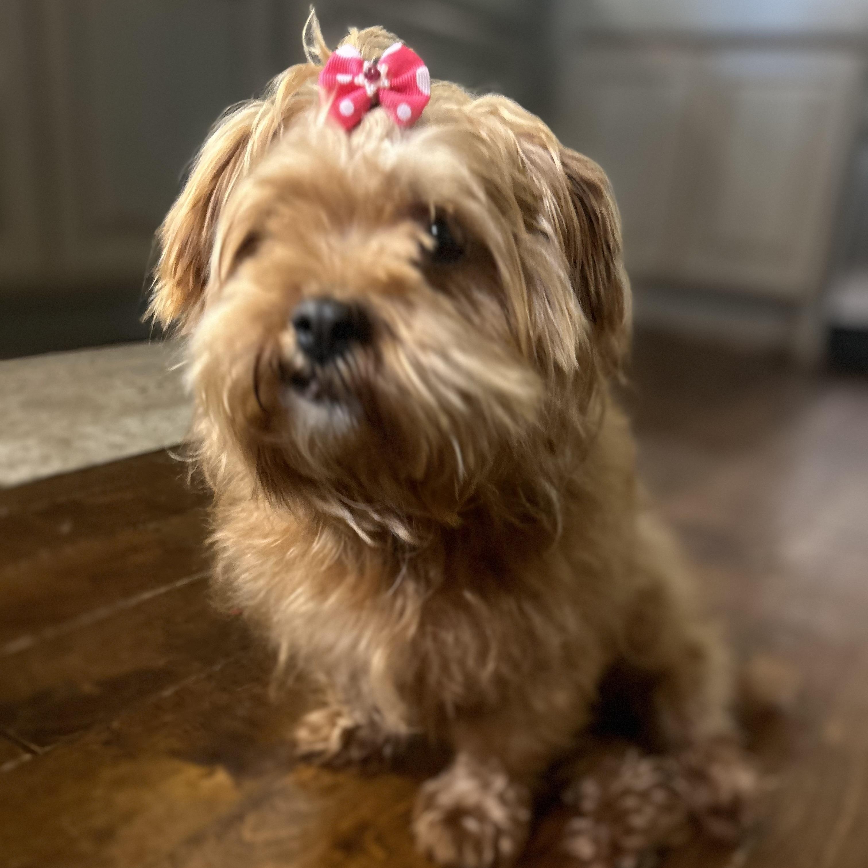 Mia AKA Duchess, an adopted mixed breed in St Catharines, ON image 5/6