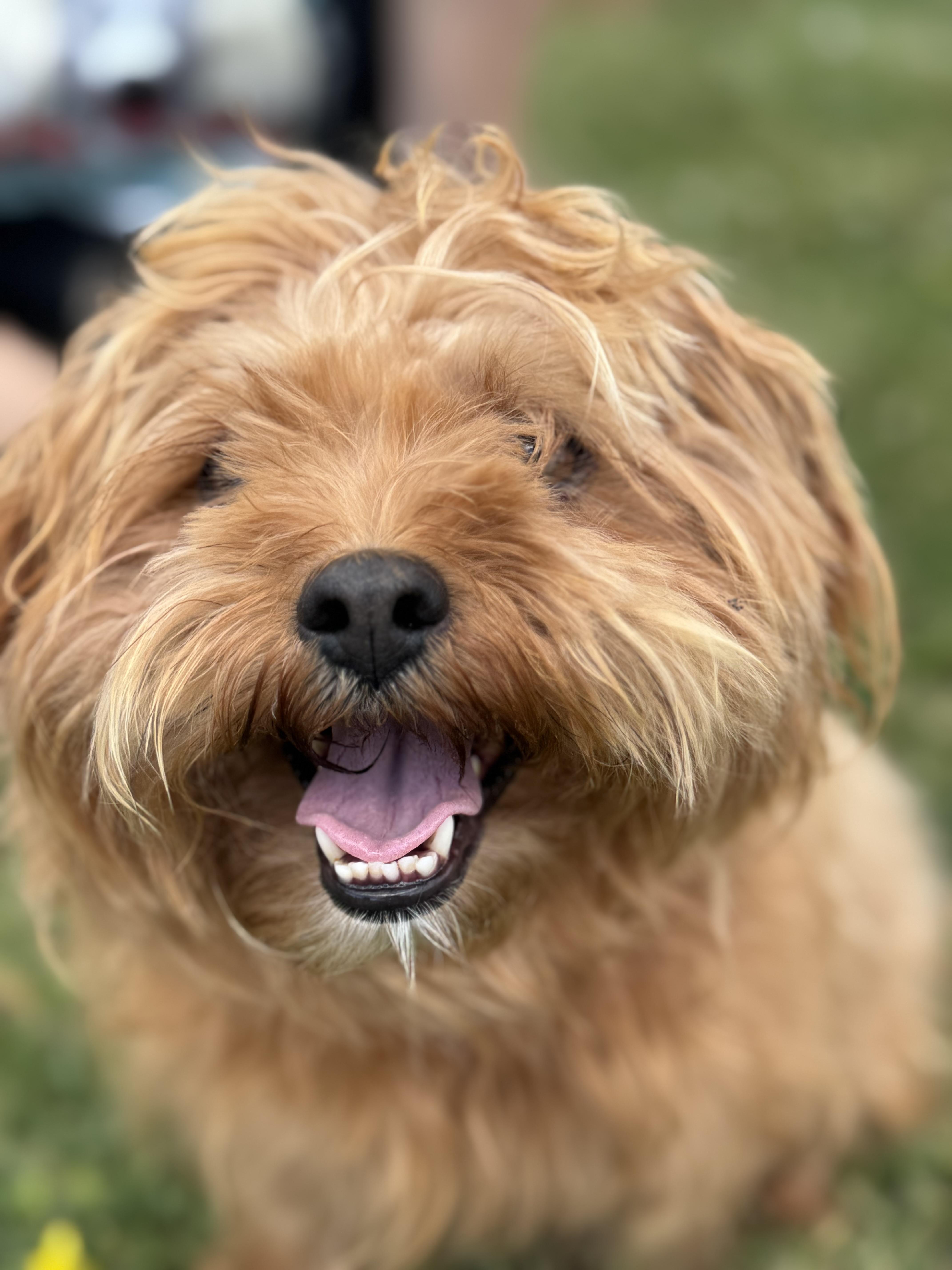 Mia AKA Duchess, an adopted mixed breed in St Catharines, ON image 4/6