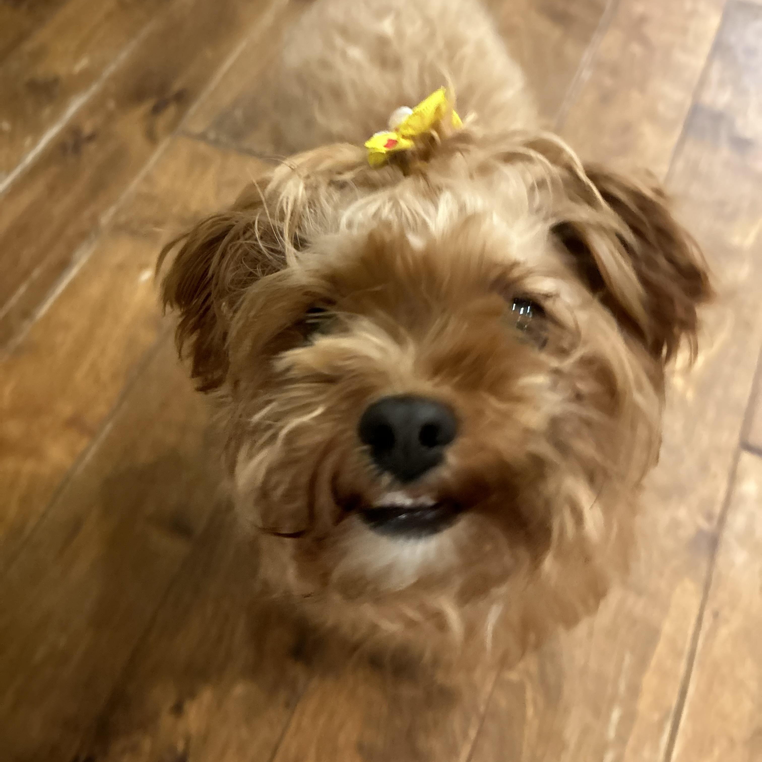 Mia AKA Duchess, an adopted mixed breed in St Catharines, ON image 1/6