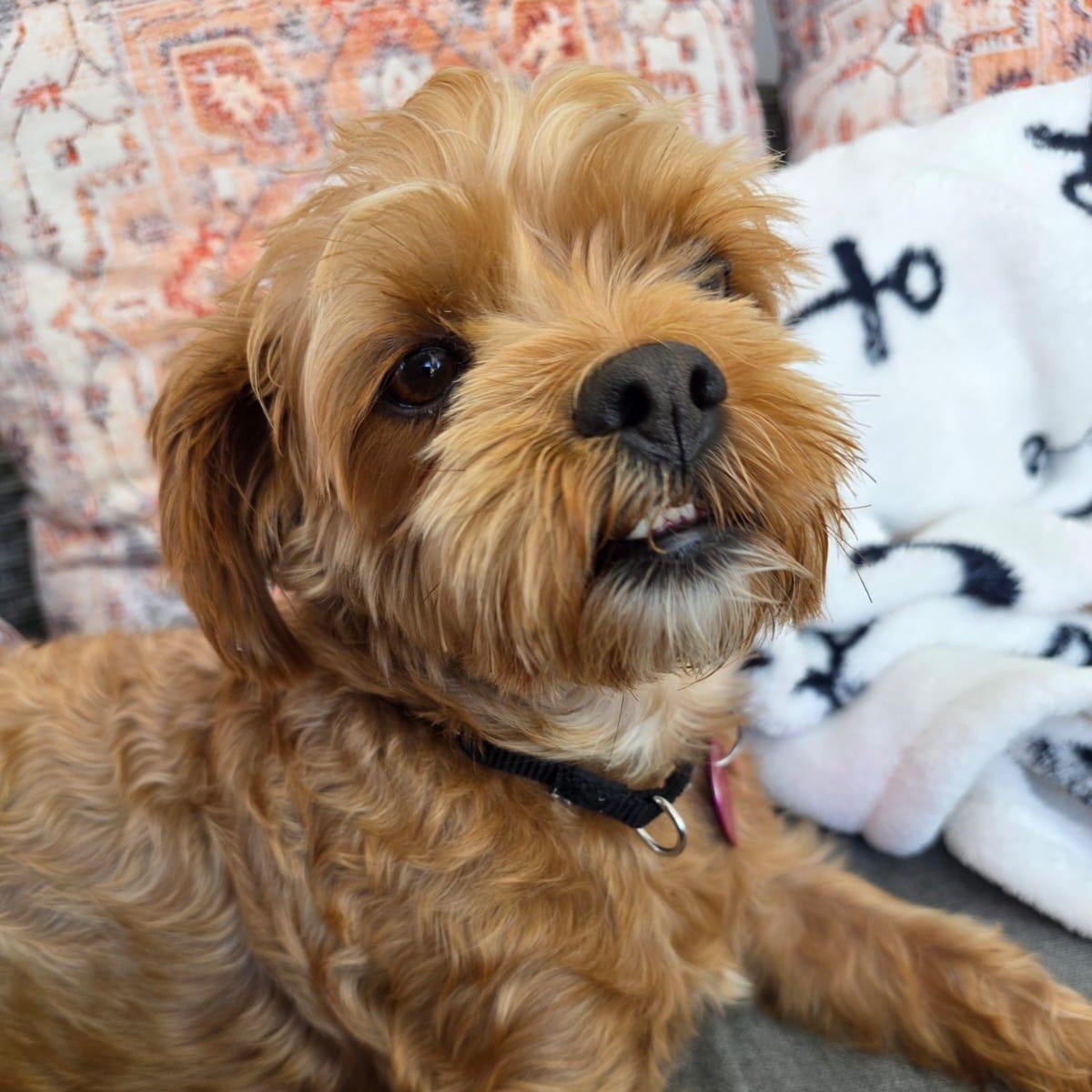 Mia AKA Duchess, an adopted mixed breed in St Catharines, ON image 6/6