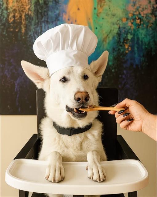 Enlarge GHOST, a Adoptable mixed breed in Las Vegas, NV image 1/1