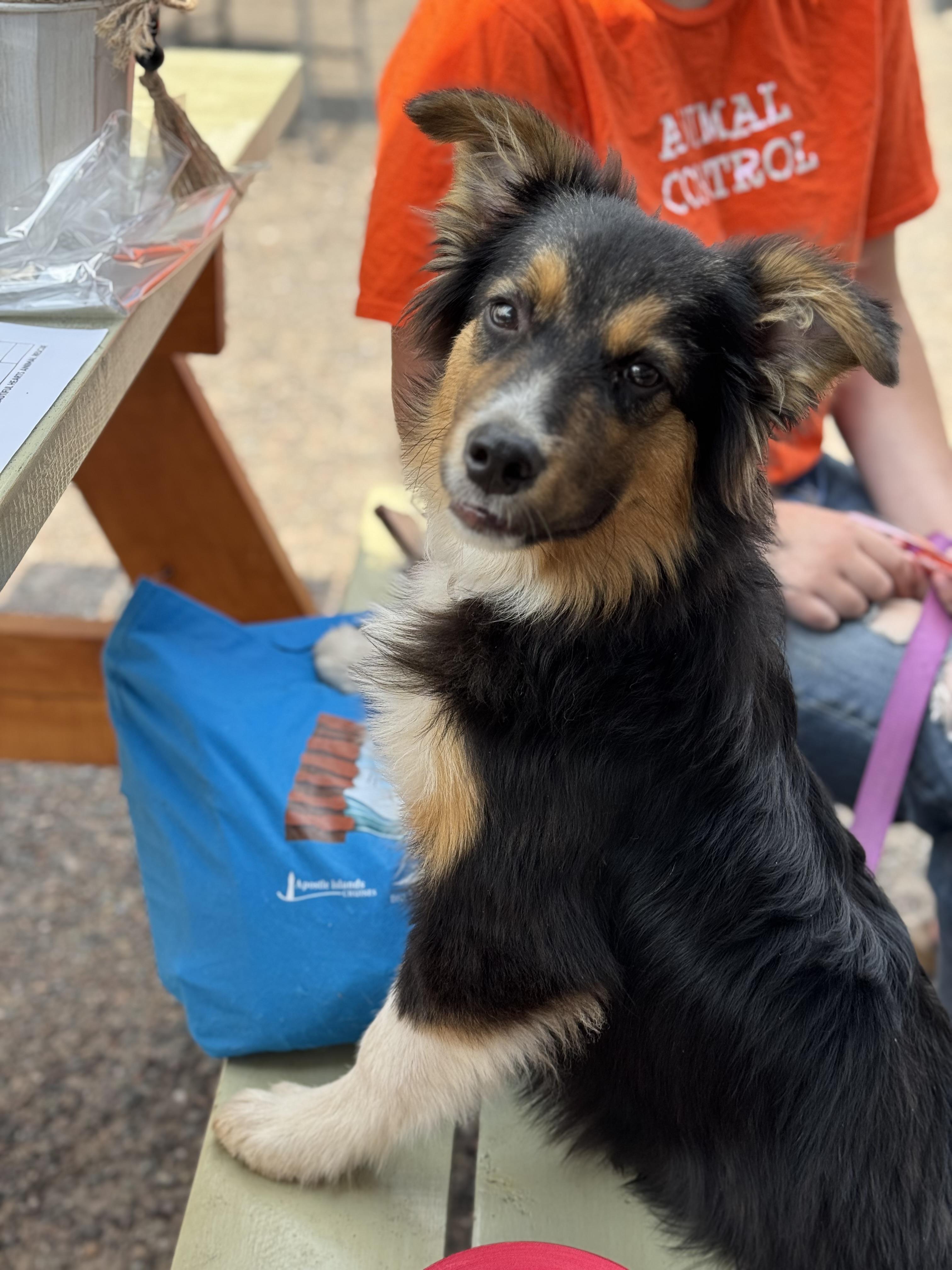 Beans, a Adopted mixed breed in minneapolis, MN image 1/3