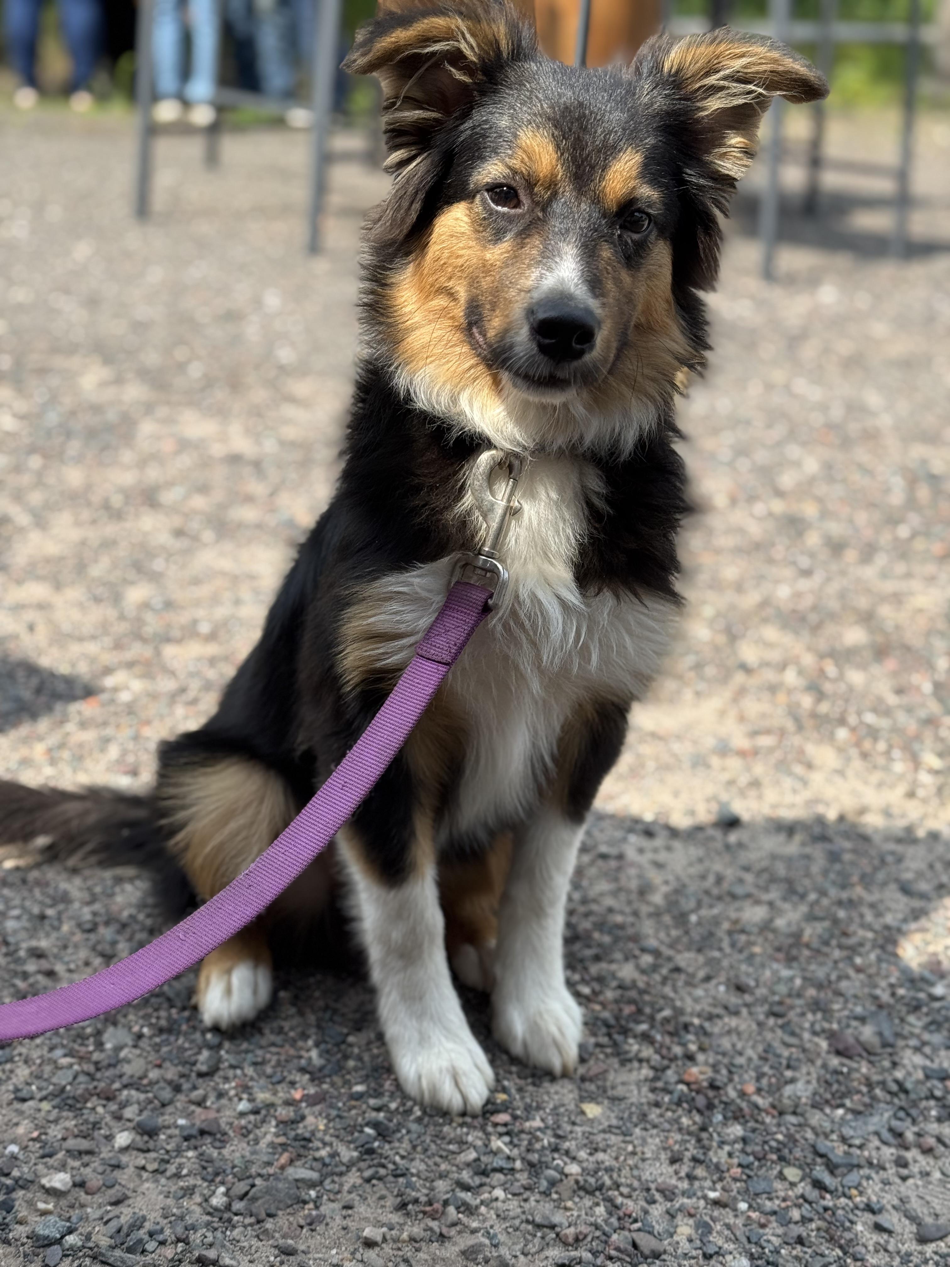 Beans, a Adopted mixed breed in minneapolis, MN image 2/3