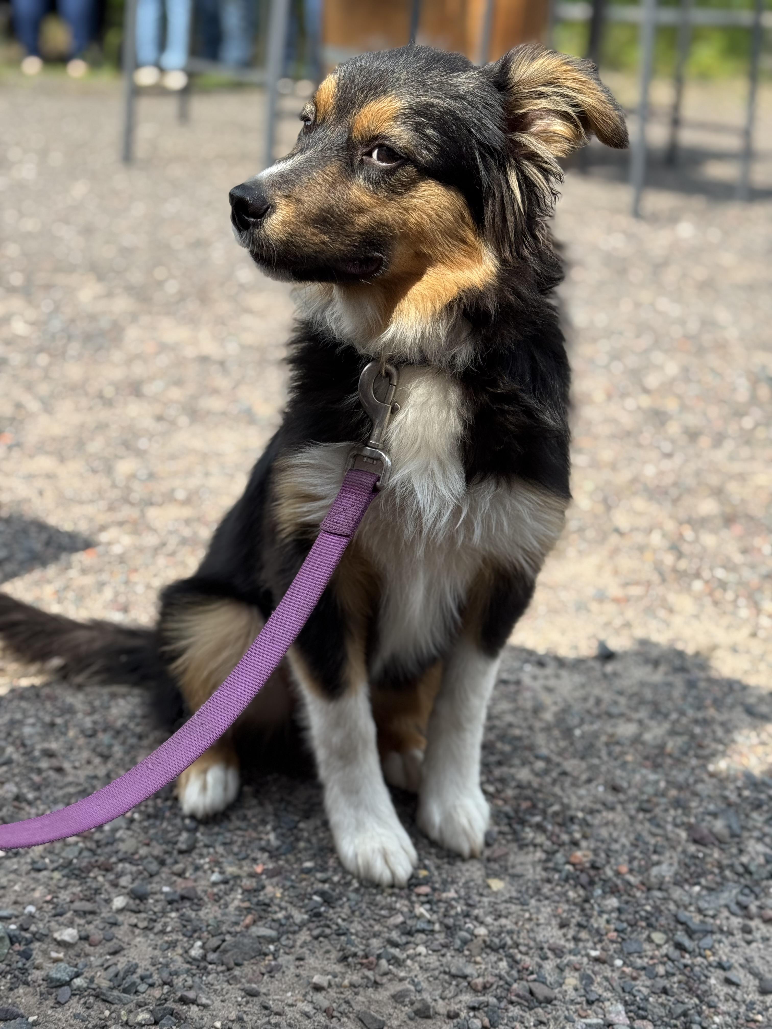 Beans, a Adopted mixed breed in minneapolis, MN image 3/3