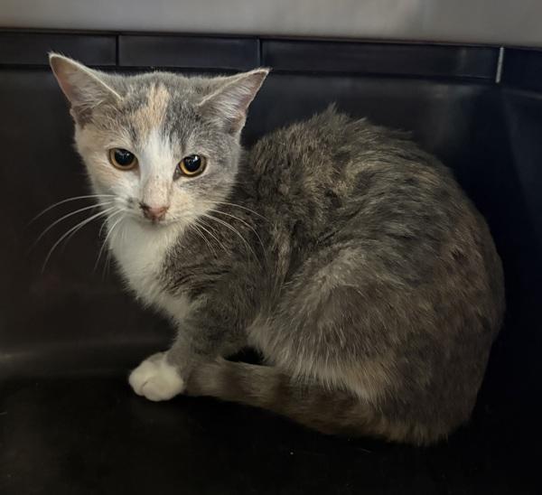 Pen 41/42d, Adoptable, Kitten Female Domestic Short Hair.