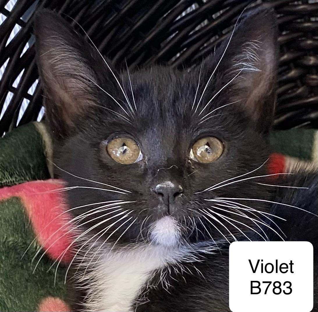Violet, ADOPTABLE, Kitten Female Domestic Short Hair.