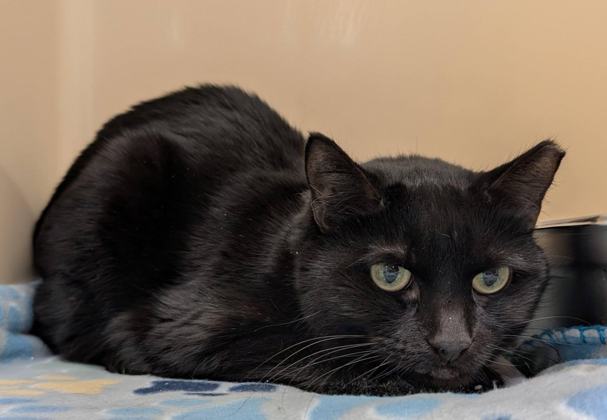 Enlarge Spike , a ADOPTABLE Domestic Short Hair in Clayton, NJ image 1/1