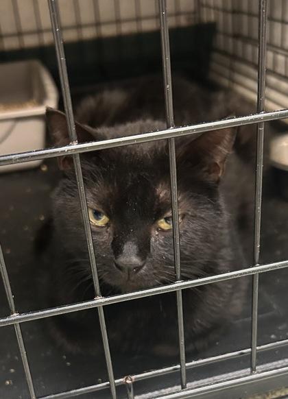 Wren — thumbnail 3