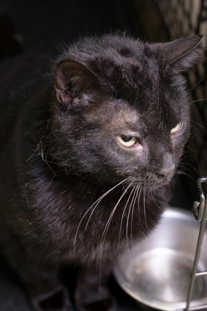 Wren — thumbnail 4