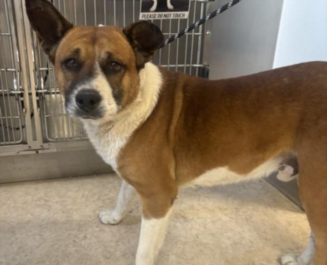 Enlarge BUSTER, a Adoptable mixed breed in San Pedro, CA image 1/1
