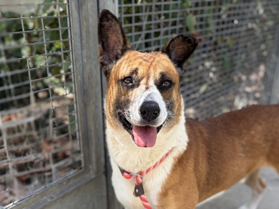 Enlarge BUSTER, a Adoptable mixed breed in San Pedro, CA image 1/1