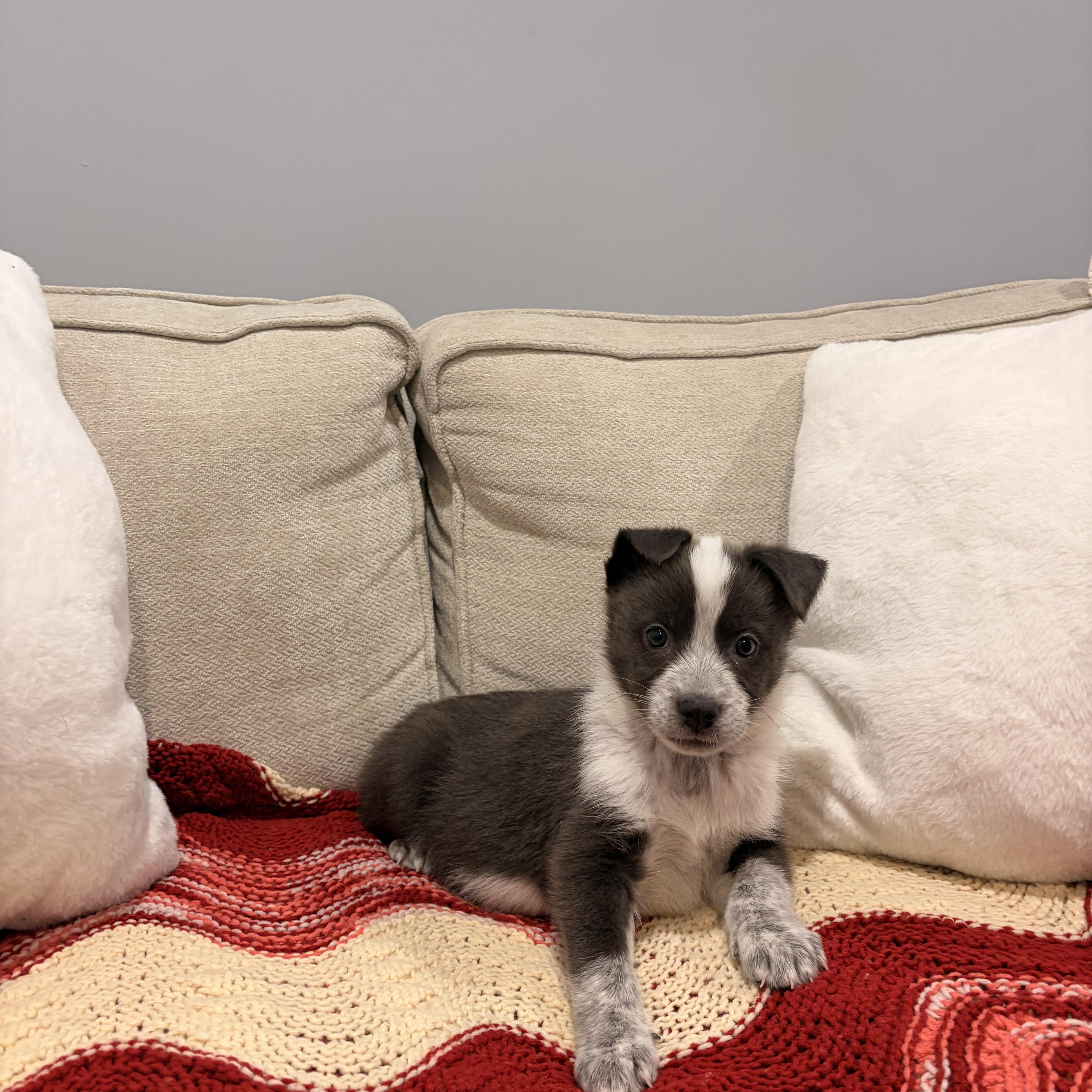 Enlarge Luna, a ADOPTABLE mixed breed in Torrance, CA image 2/4