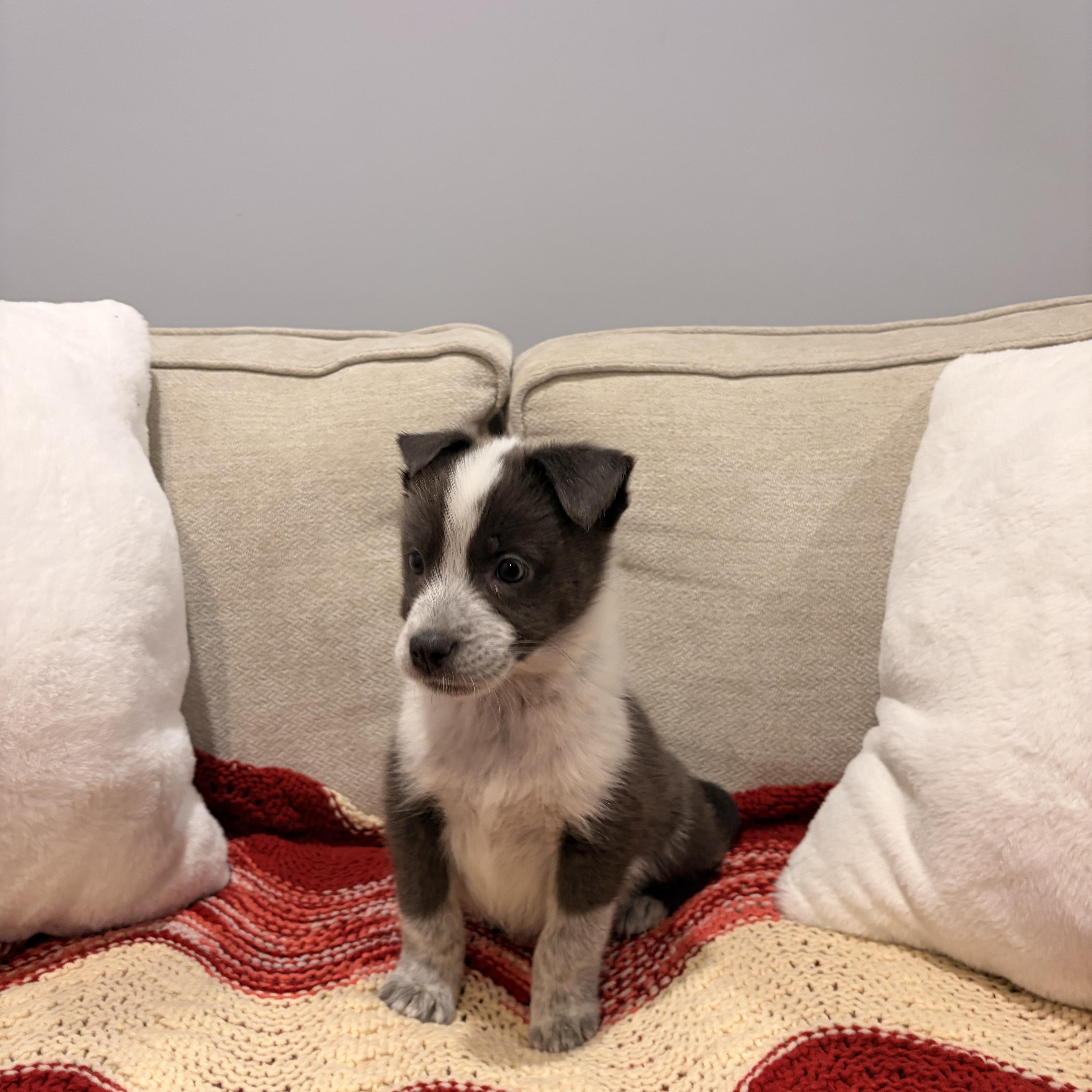 Enlarge Luna, a ADOPTABLE mixed breed in Torrance, CA image 3/4