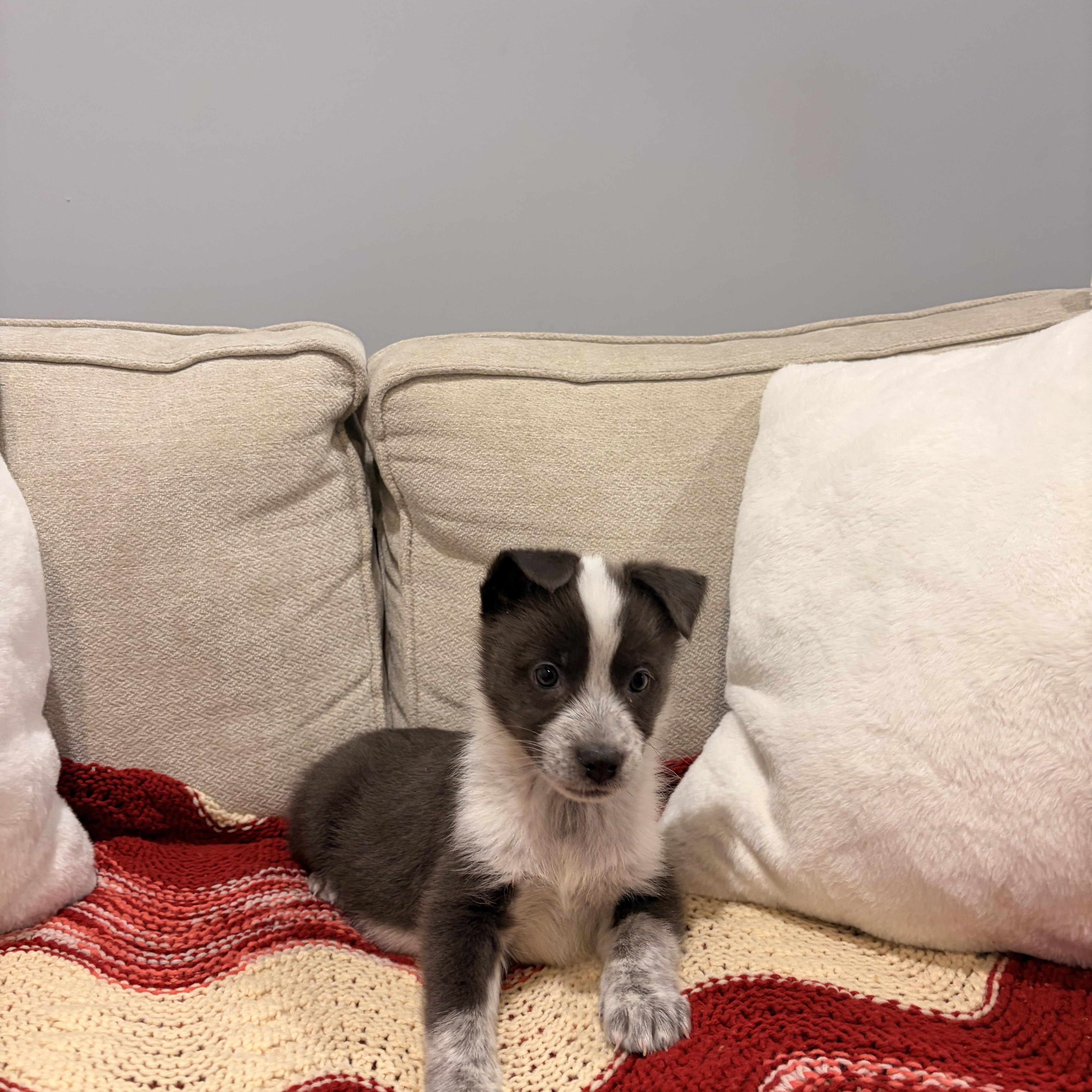 Enlarge Luna, a ADOPTABLE mixed breed in Torrance, CA image 4/4