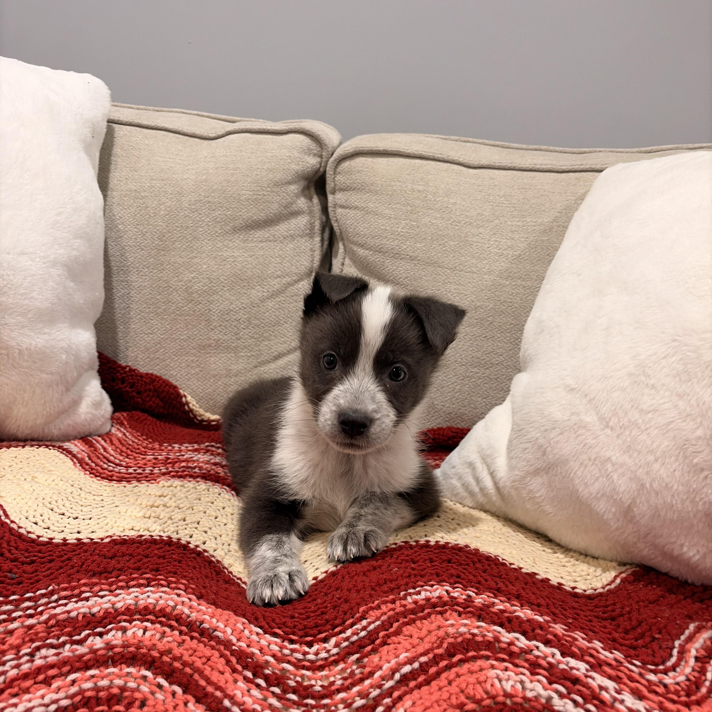 Enlarge Luna, a ADOPTABLE mixed breed in Torrance, CA image 1/4