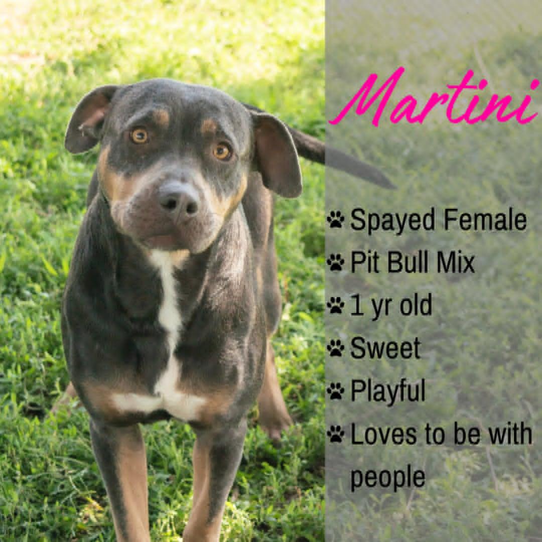 Enlarge Martini, a ADOPTABLE mixed breed in Junction City, KS image 1/1