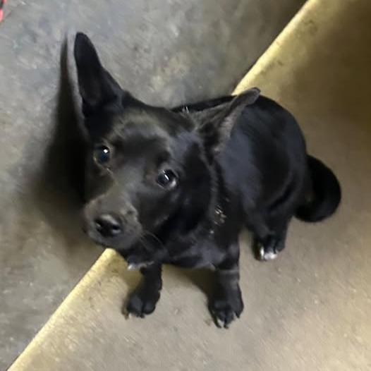 Chloe, Adoptable, Puppy Female Terrier.