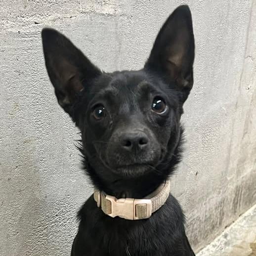 Chloe, a Adoptable Terrier in Los Banos, CA image 2/2