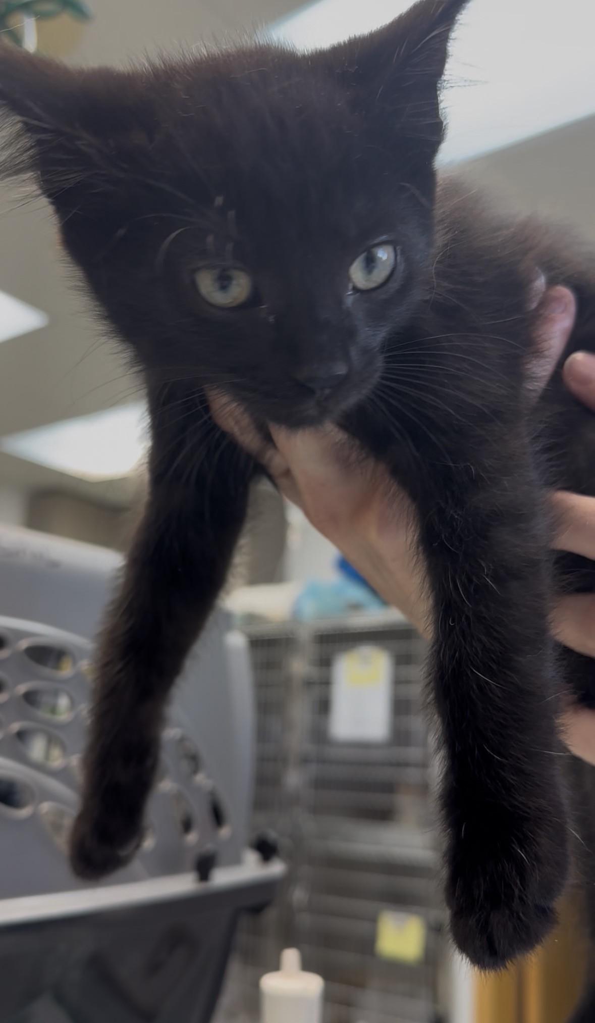 Enlarge Prince, a Adoptable Domestic Short Hair in Glenwood, MN image 1/1