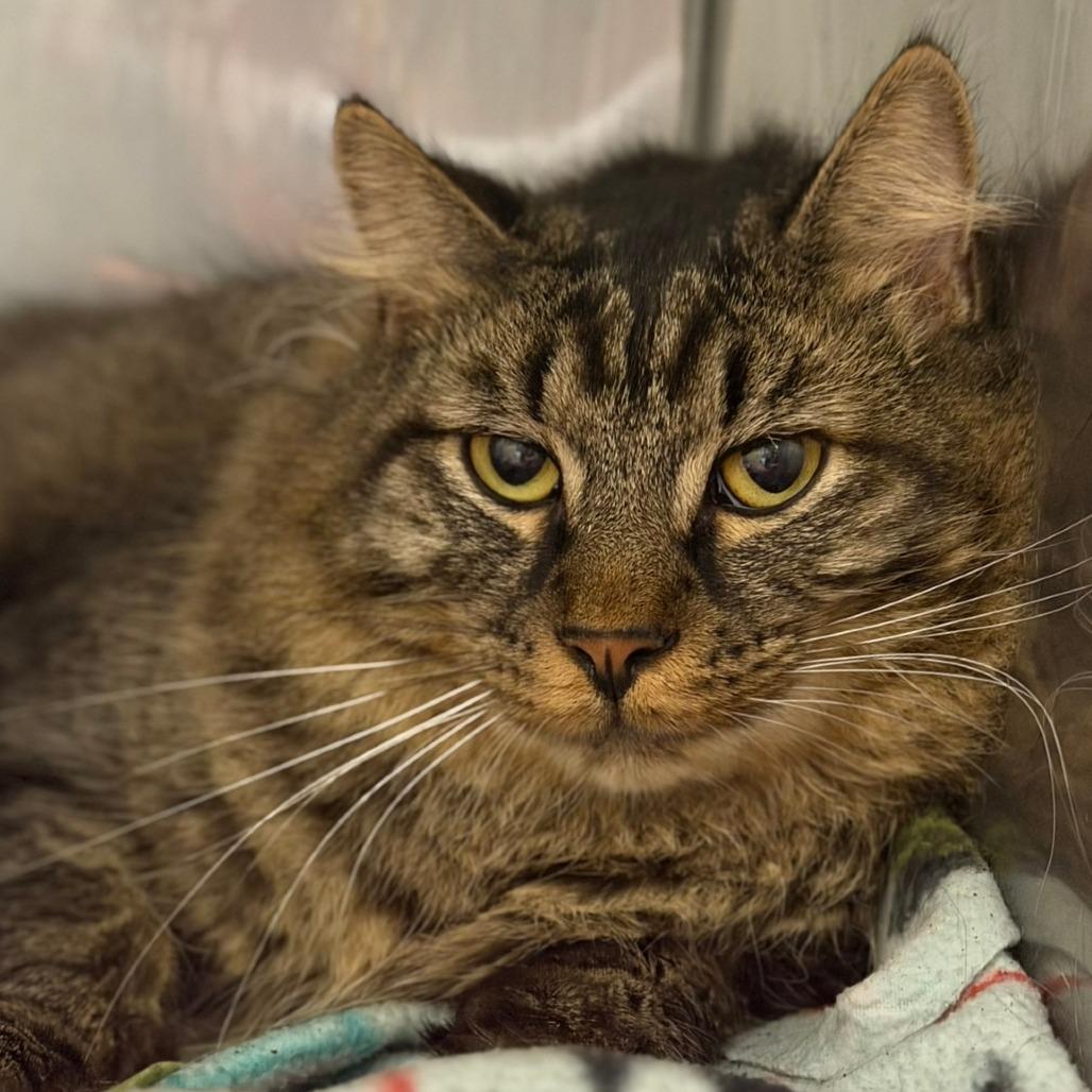 Smoke, Adoptable, Adult Male Domestic Medium Hair.
