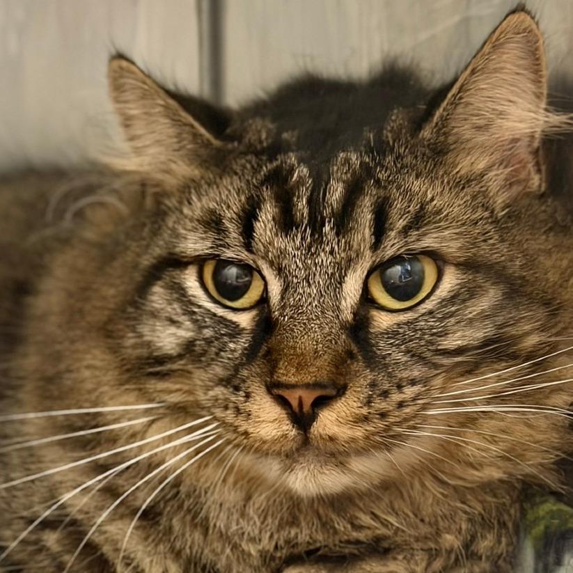 Smoke, a Adoptable Domestic Medium Hair in Pittsford, VT image 2/2