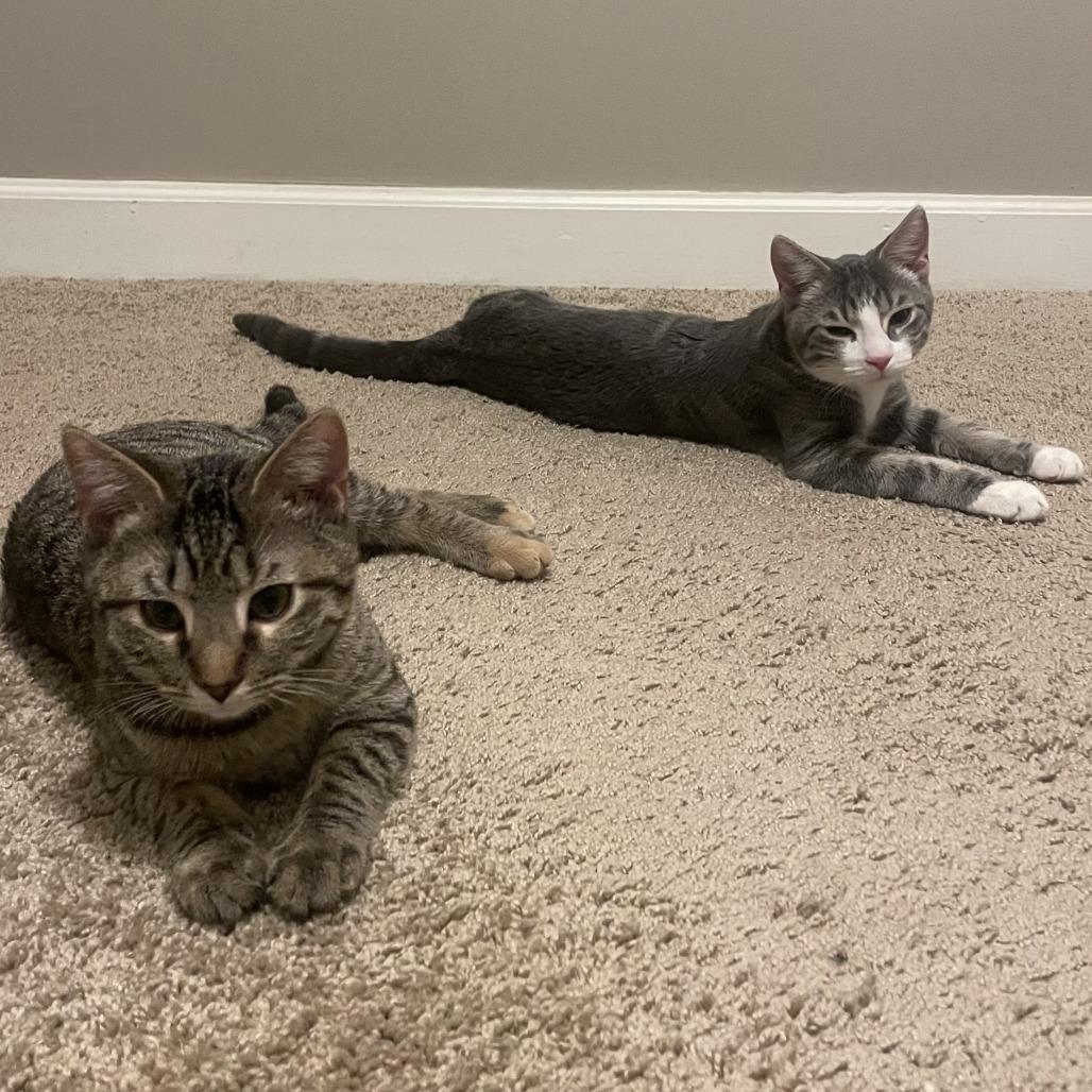 Tommy, Adoptable, Young Male Domestic Short Hair.