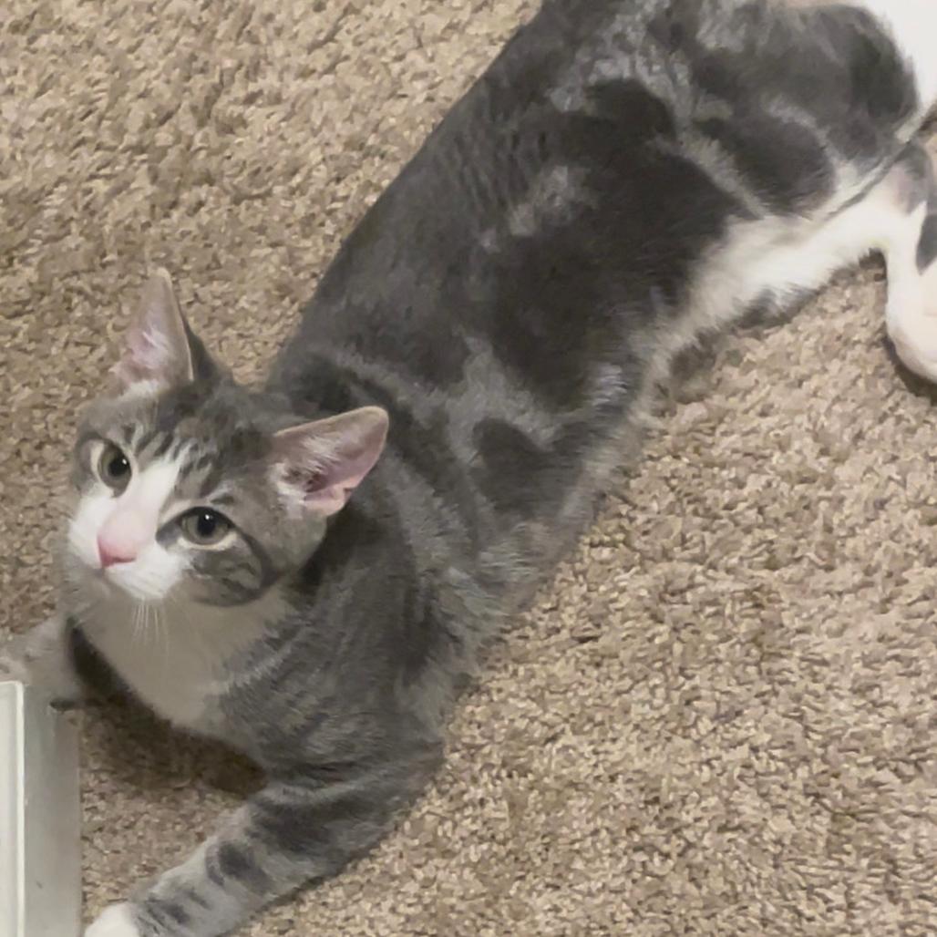 Tommy — thumbnail 2