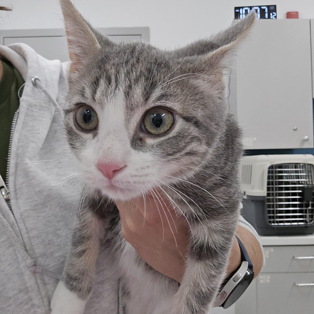 Tommy — thumbnail 3