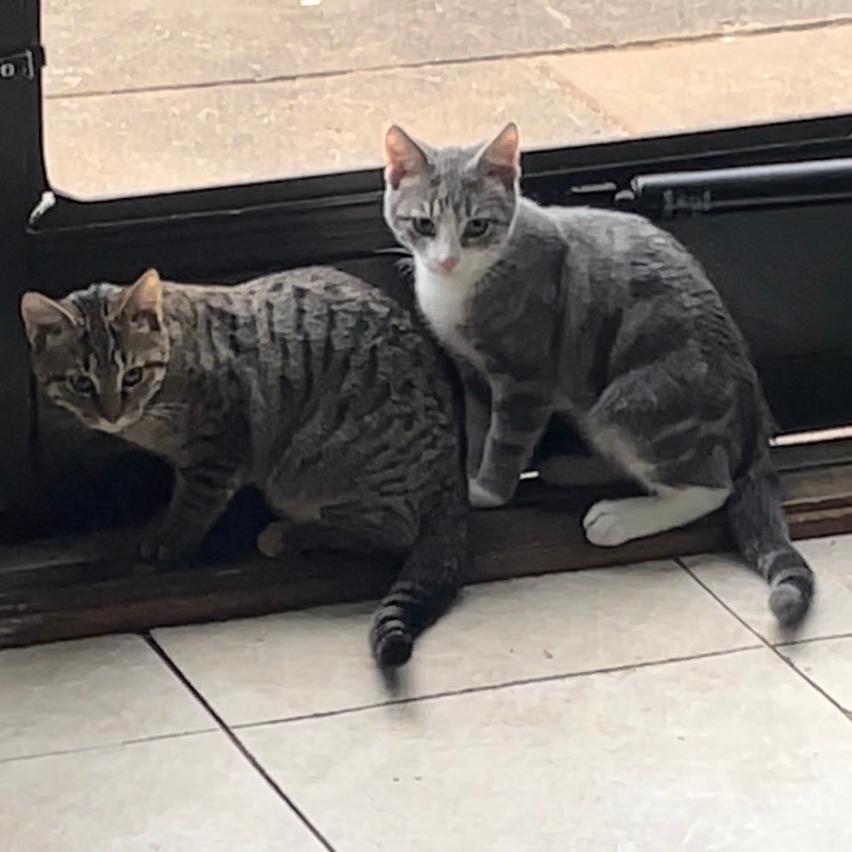 Tommy — thumbnail 4