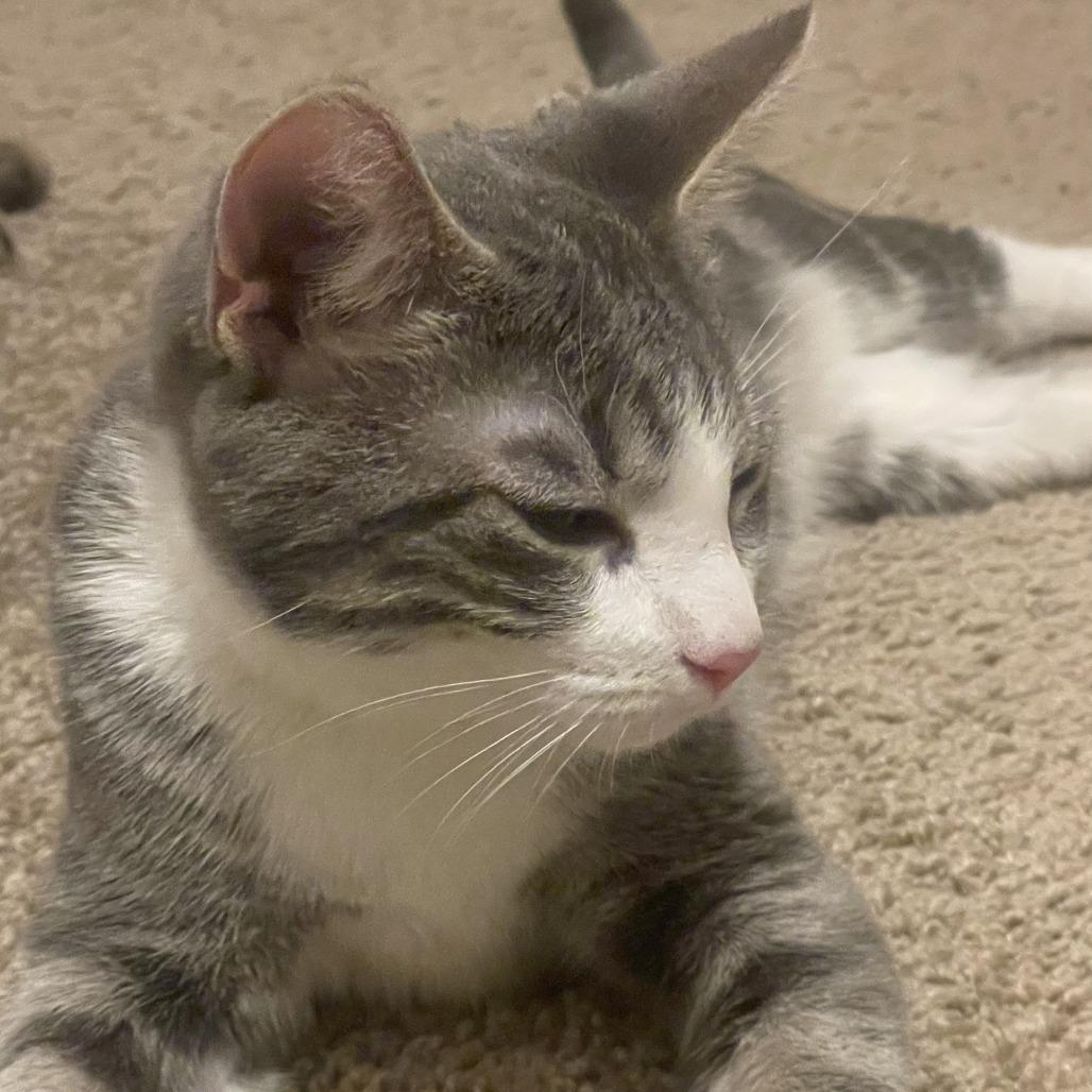 Tommy — thumbnail 5