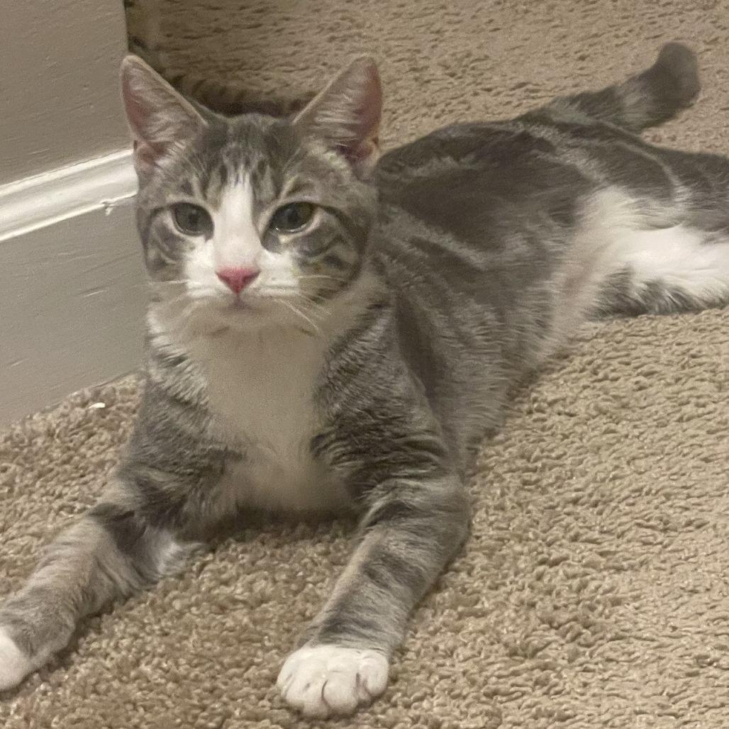 Tommy — thumbnail 6