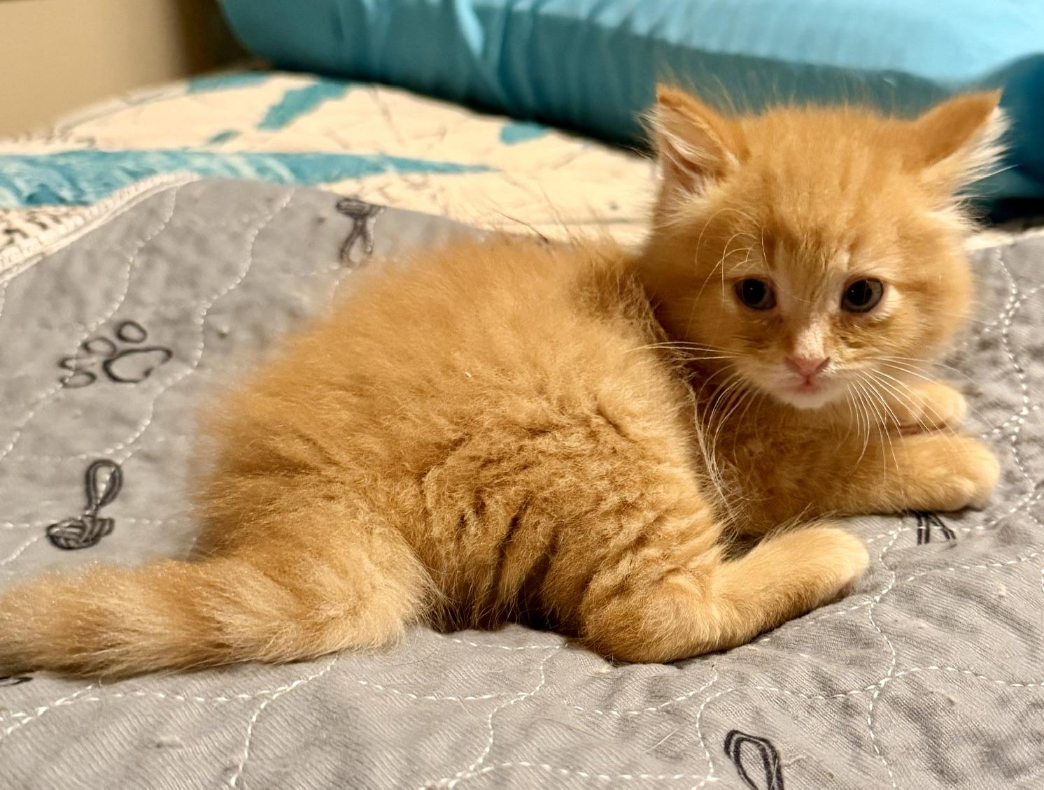 Fezzik, ADOPTABLE, Kitten Male Domestic Medium Hair.