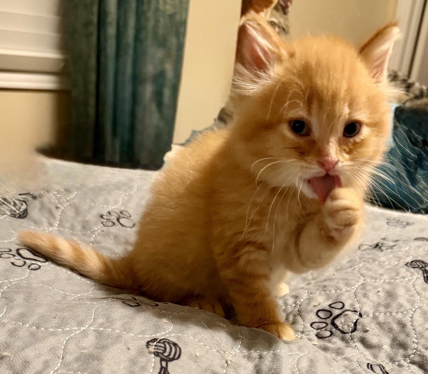 Enlarge Fezzik, a ADOPTABLE Domestic Medium Hair in Ottawa, ON image 2/4