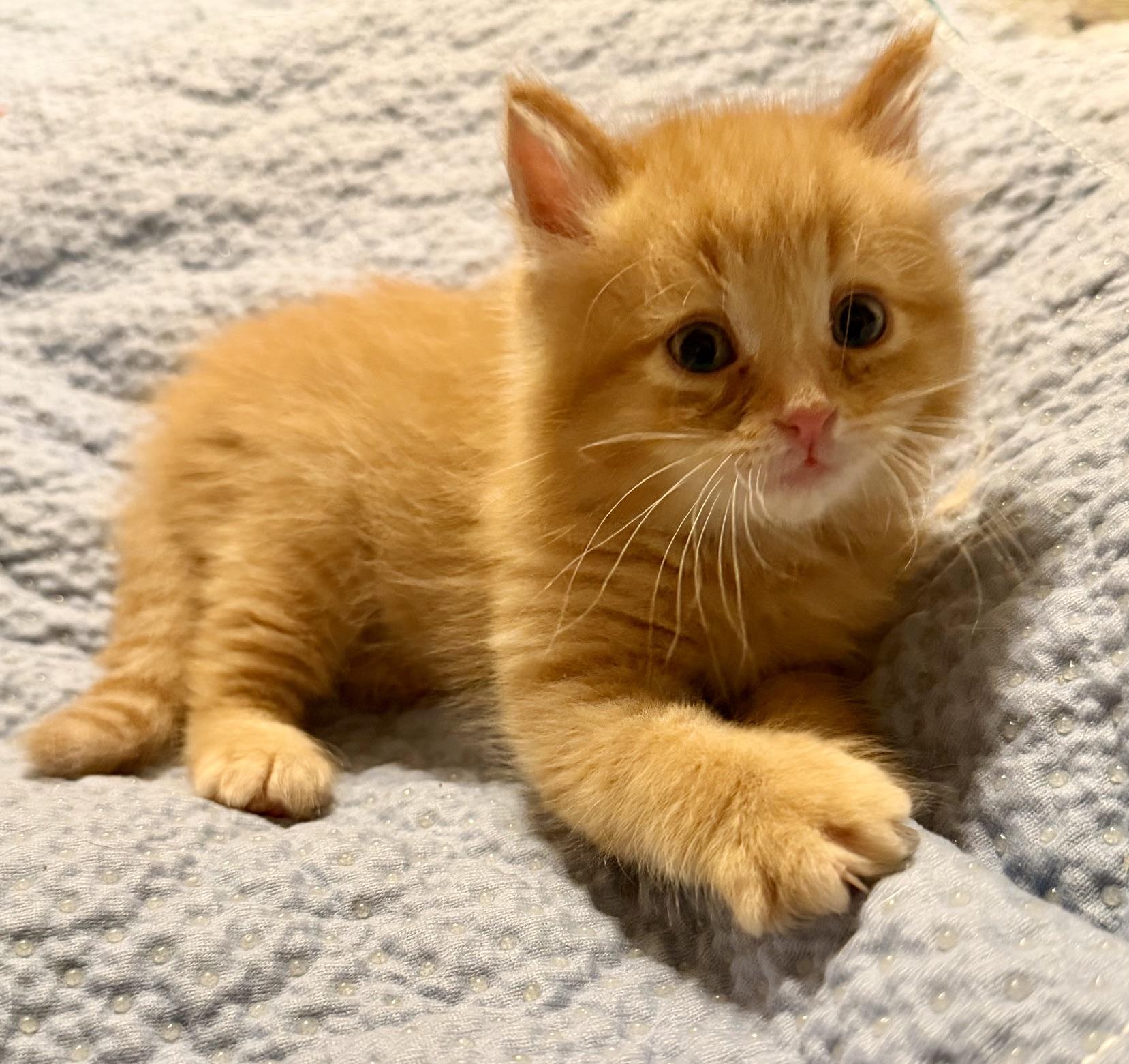 Enlarge Fezzik, a ADOPTABLE Domestic Medium Hair in Ottawa, ON image 3/4
