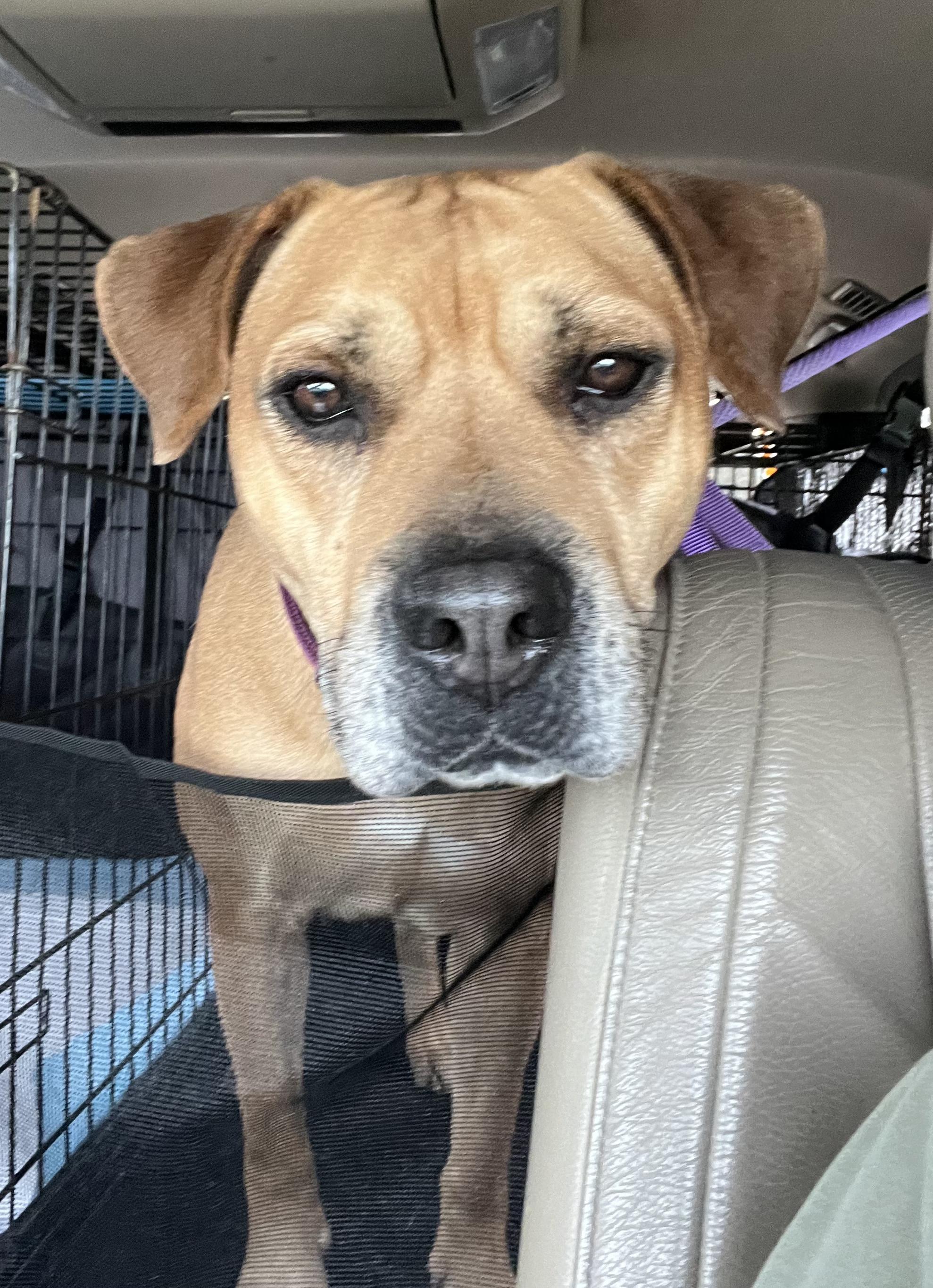 Enlarge Maple, an adoptable Black Mouth Cur in Kaplan, LA image 1/1