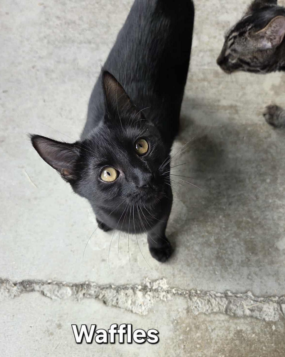 Waffles