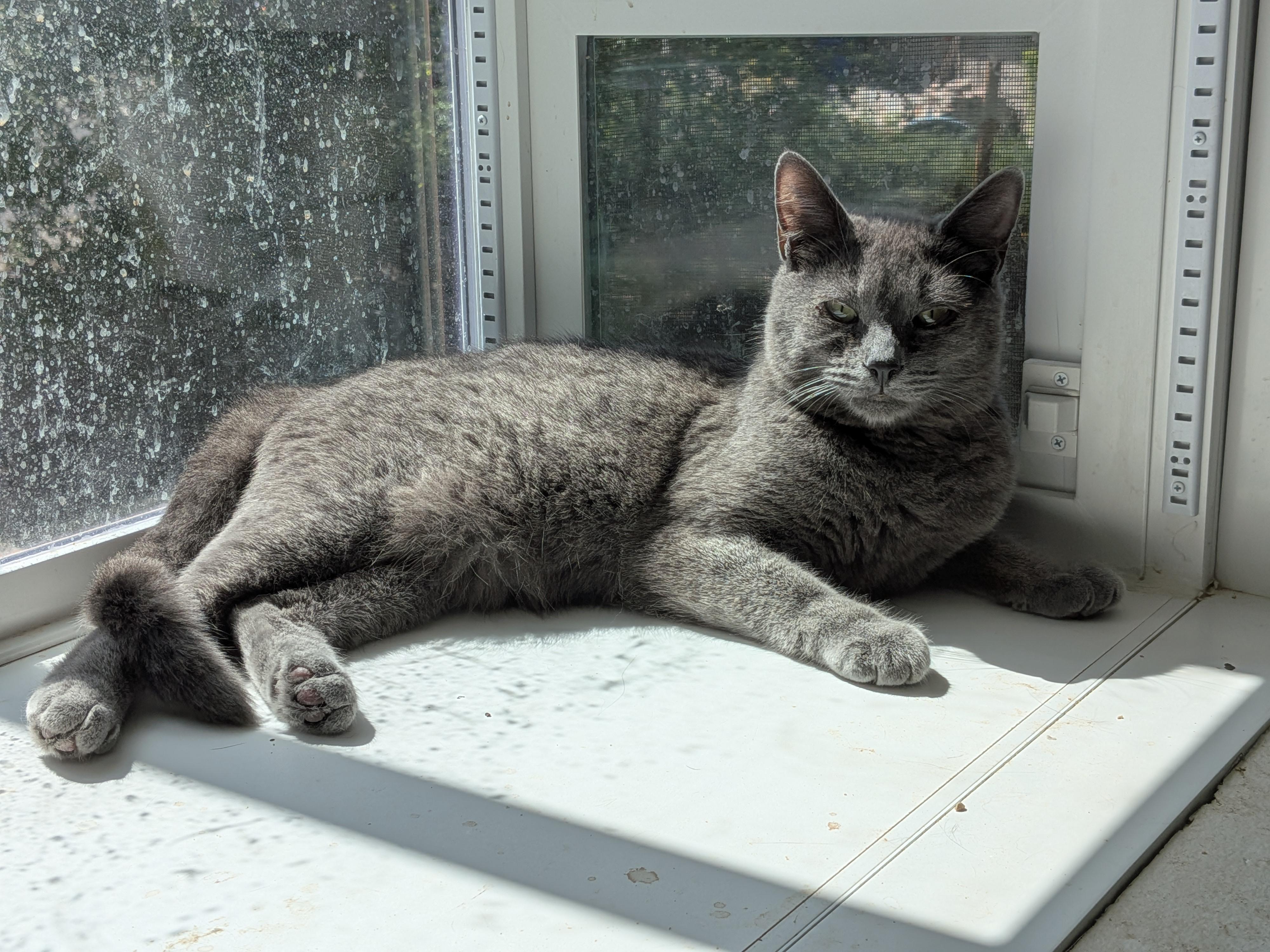 Swan, a Adopted American Shorthair in The Dalles, OR image 3/6