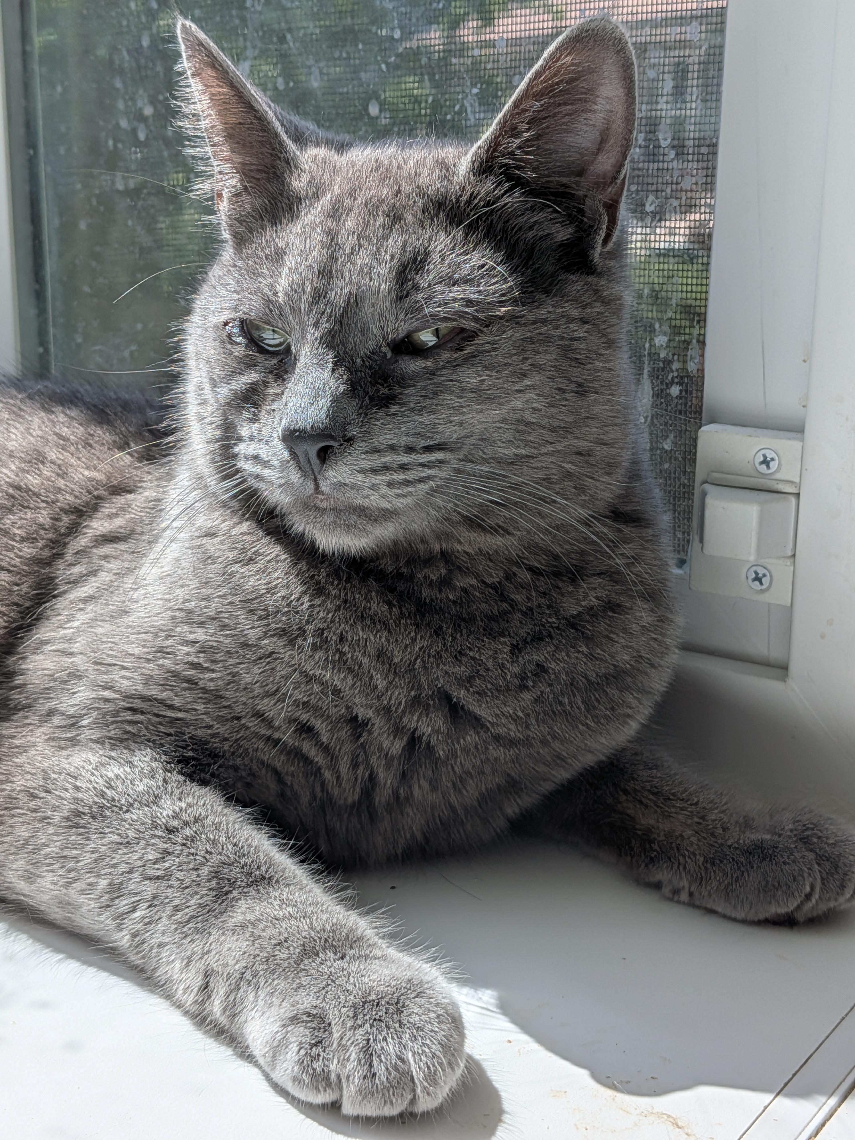 Swan, a Adopted American Shorthair in The Dalles, OR image 1/6