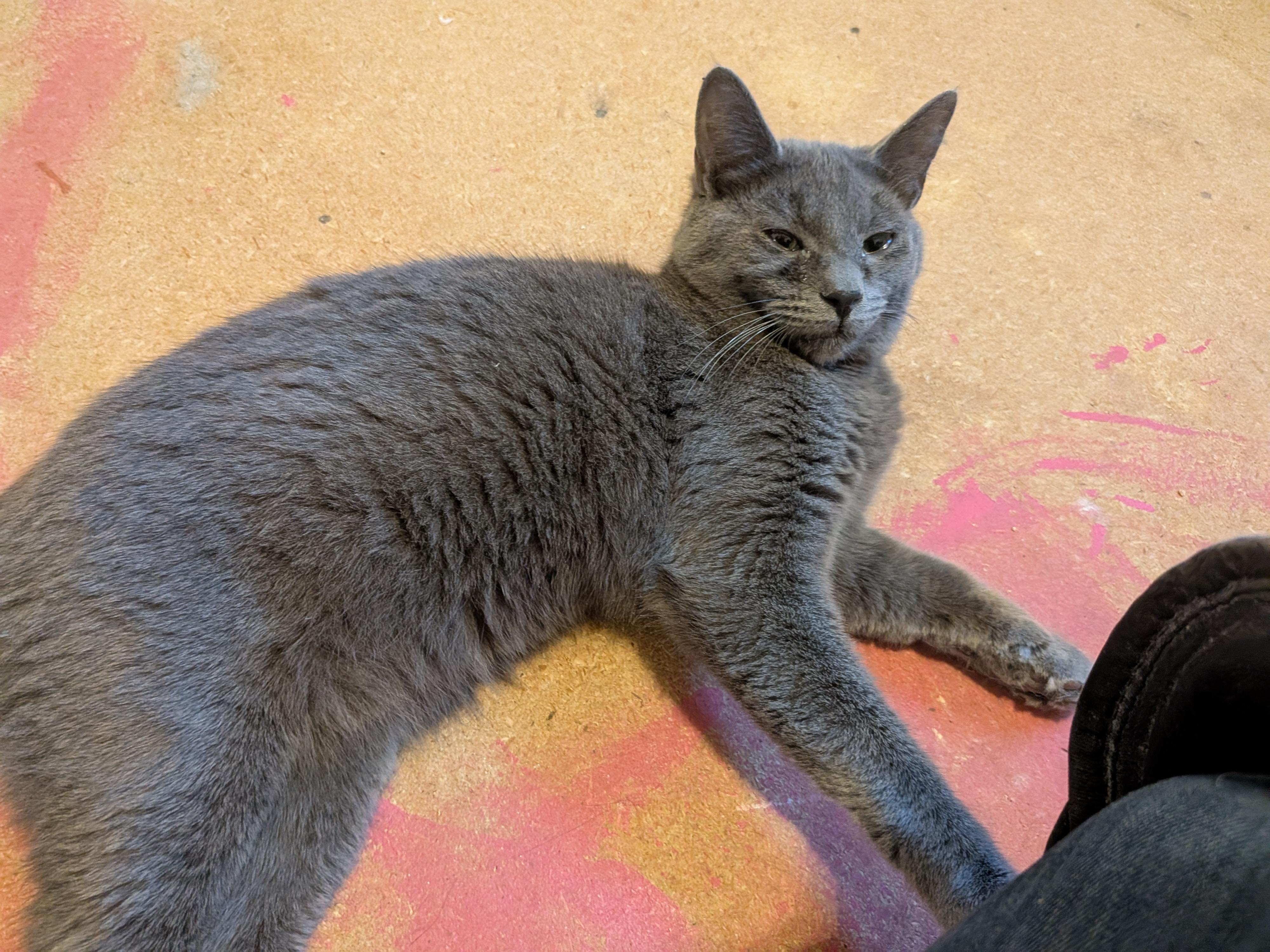 Swan, a Adopted American Shorthair in The Dalles, OR image 4/6