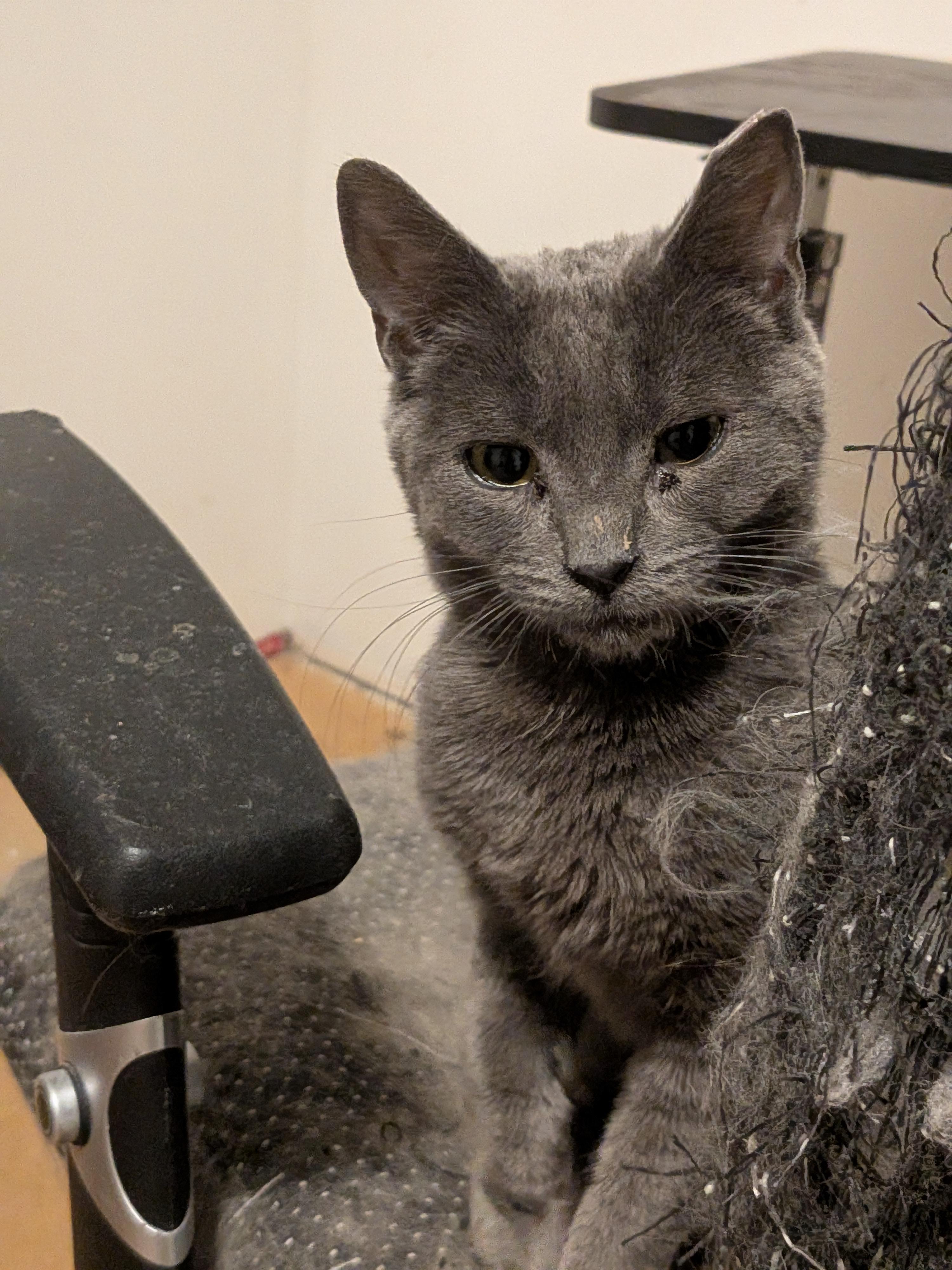 Swan, a Adopted American Shorthair in The Dalles, OR image 5/6