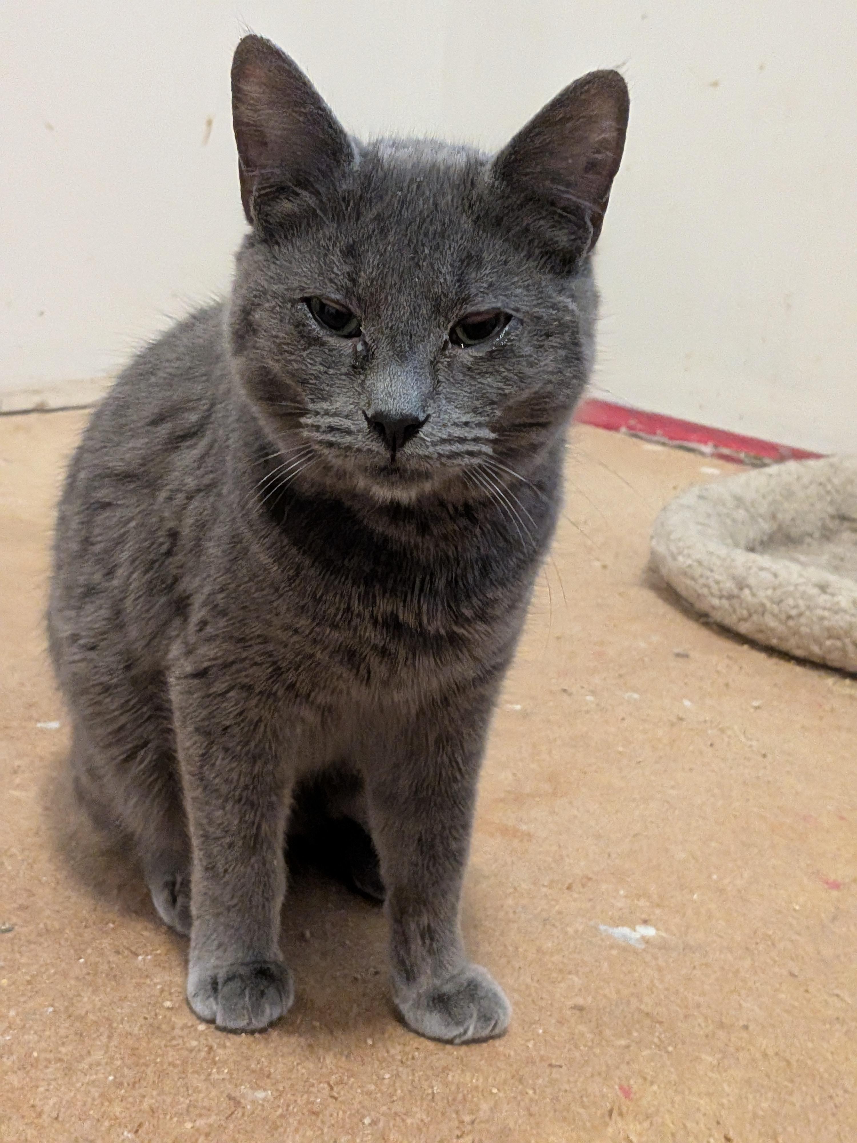 Swan, a Adopted American Shorthair in The Dalles, OR image 6/6