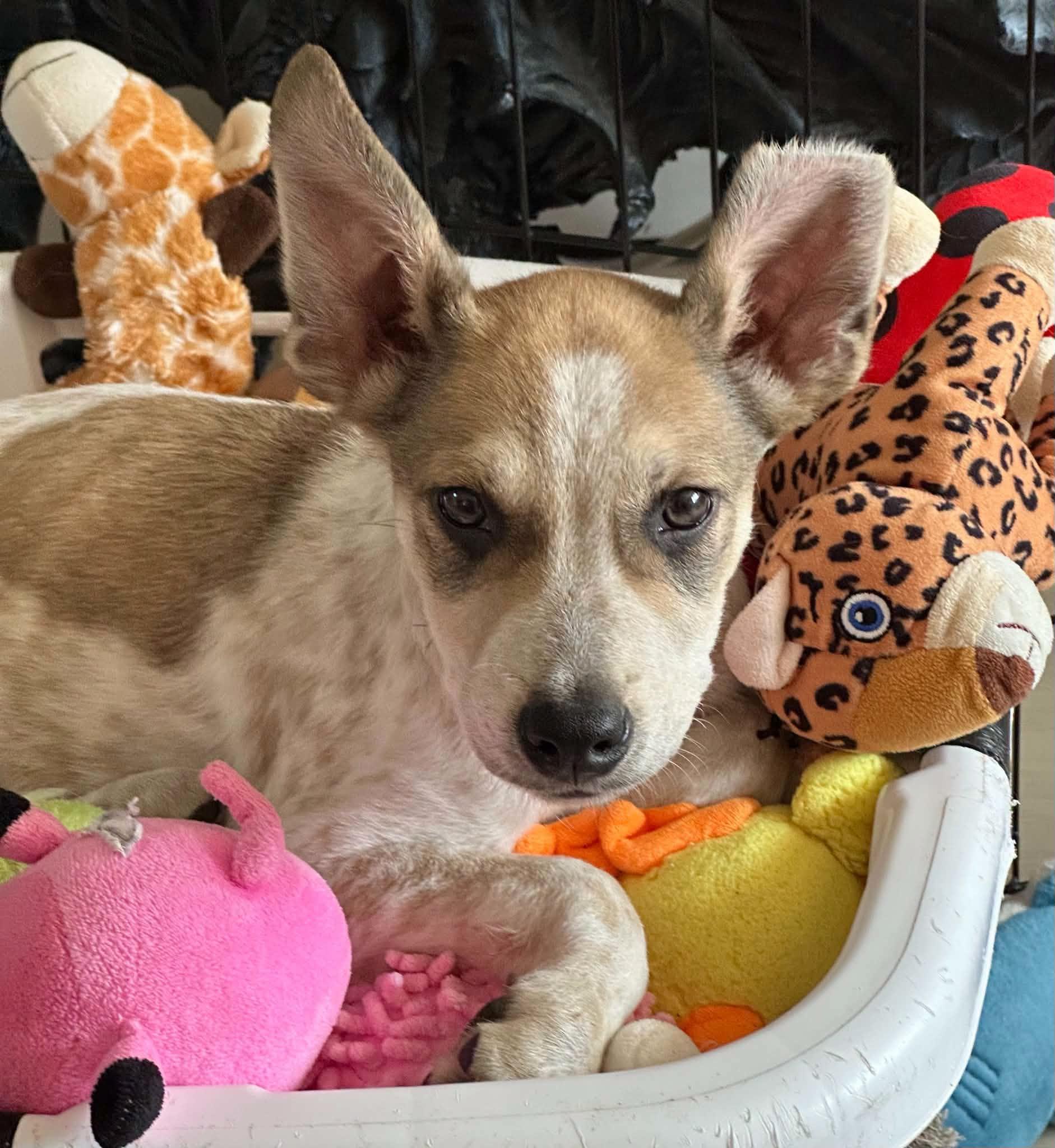 Enlarge Loganberry, a Adoptable mixed breed in Lake View, NY image 1/2