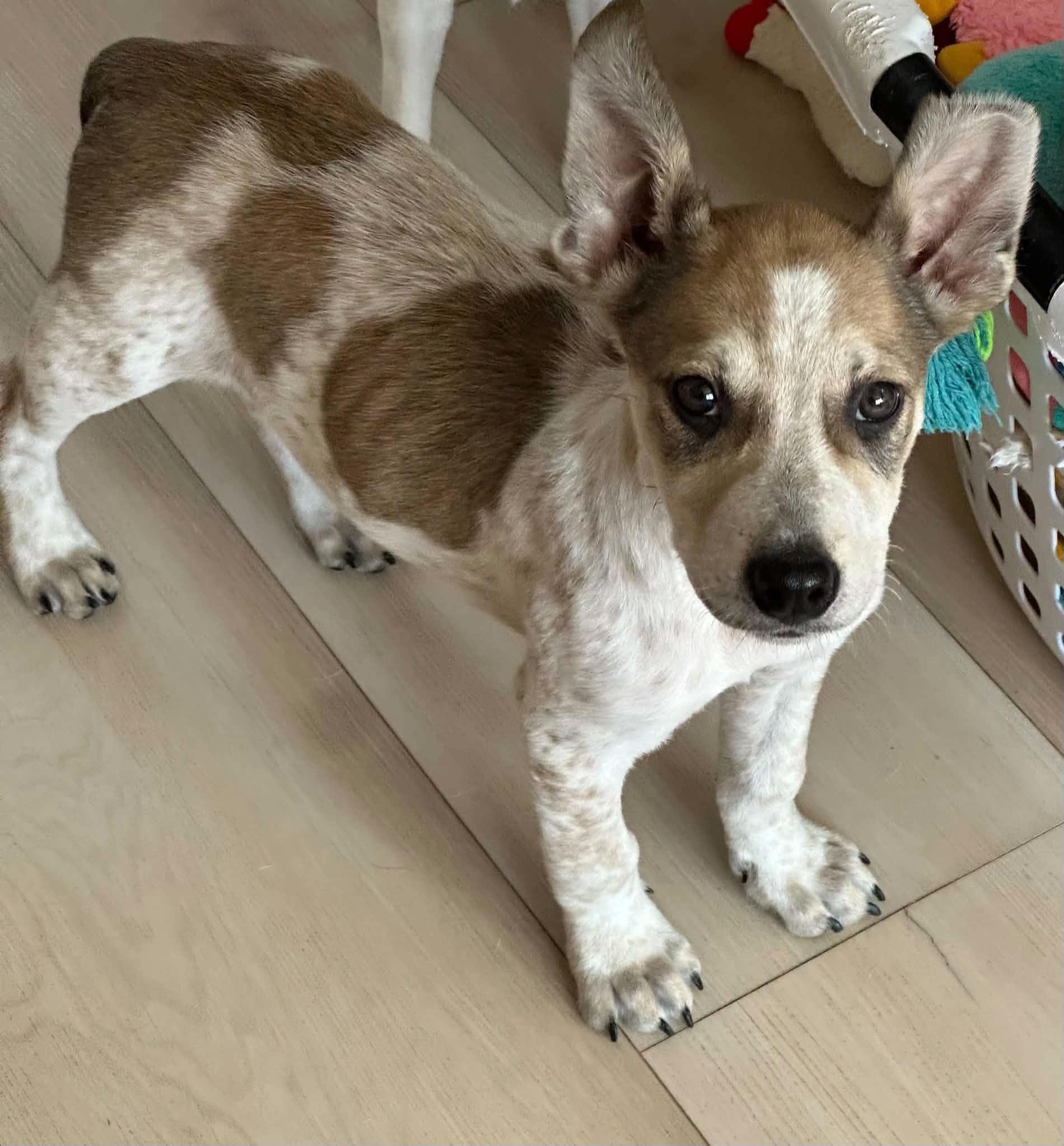 Enlarge Loganberry, a Adoptable mixed breed in Lake View, NY image 2/2