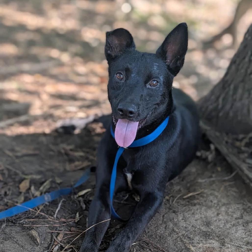 Raymond (Weekend Warrior), Adoptable, Young Male Mixed Breed.