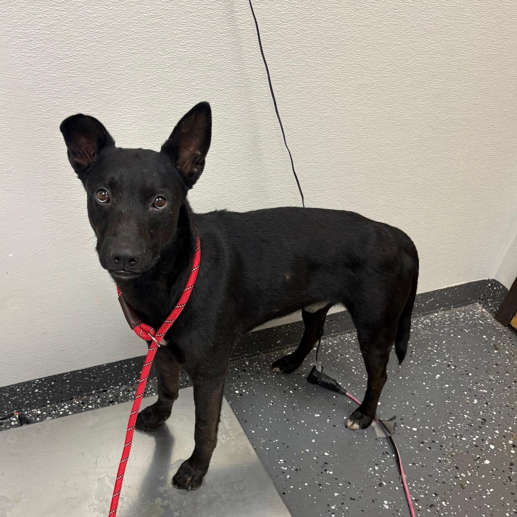 Enlarge Raymond (Weekend Warrior), a Adoptable Mixed Breed in Columbiana, AL image 3/4