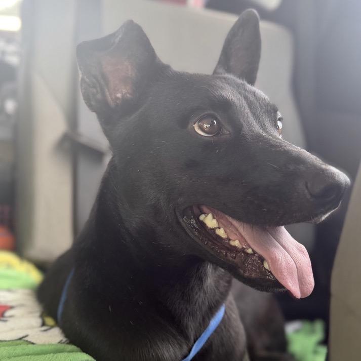 Enlarge Raymond (Weekend Warrior), a Adoptable Mixed Breed in Columbiana, AL image 4/4