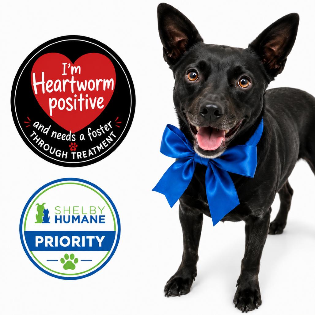 Raymond(Foster for the Heat), a Adoptable Mixed Breed in Columbiana, AL image 2/2
