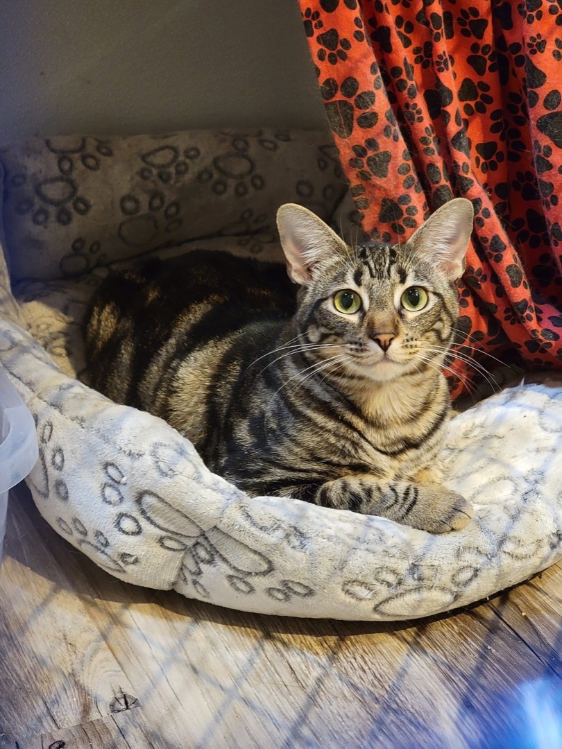 Faith, a Adoptable Tabby in Pomona, CA image 1/4