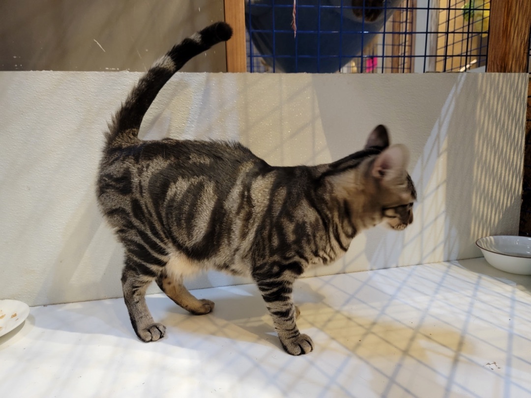 Faith, a Adoptable Tabby in Pomona, CA image 2/4