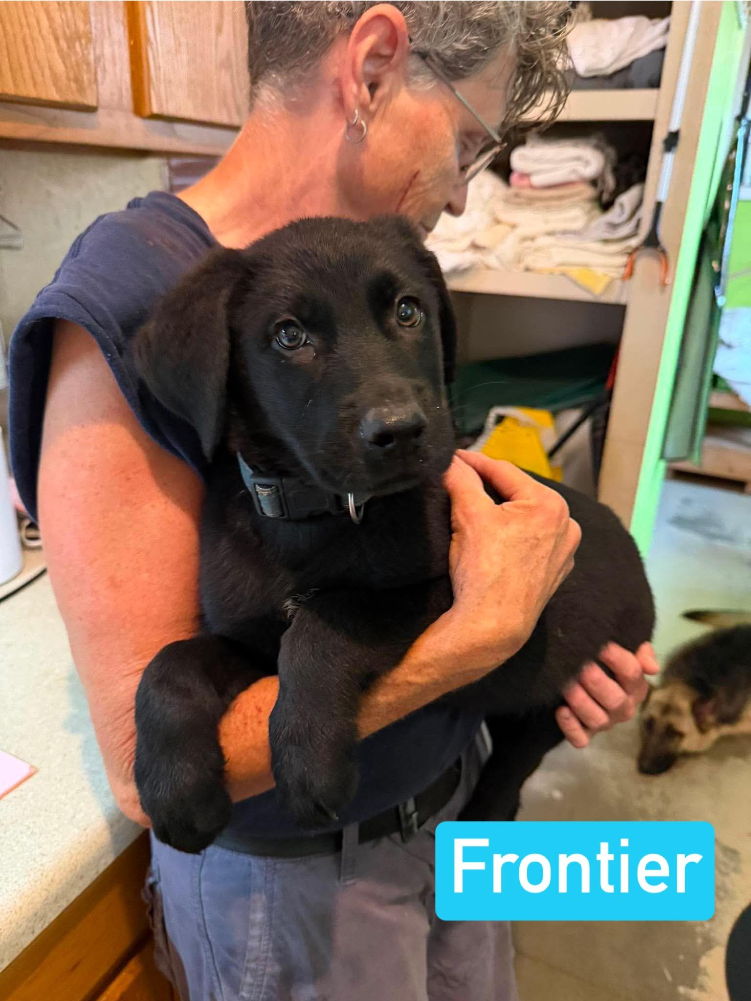 Frontier (PUPPY), an adopted mixed breed in Greeneville, TN image 2/6
